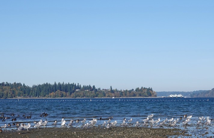 Render showing the proposed commercial kelp farm, Vahson Kelp Forest, from the shore at Fern Cove Nature Preserve.