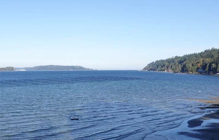 Image showing the magnitude of the proposed commerical kelp farm call Vashon Kelp Forest from a home near Shinglemill Creek.