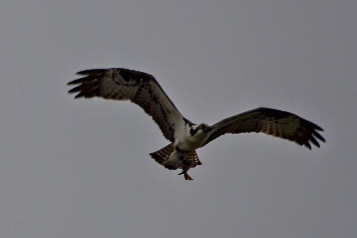 An Osprey with its catch.