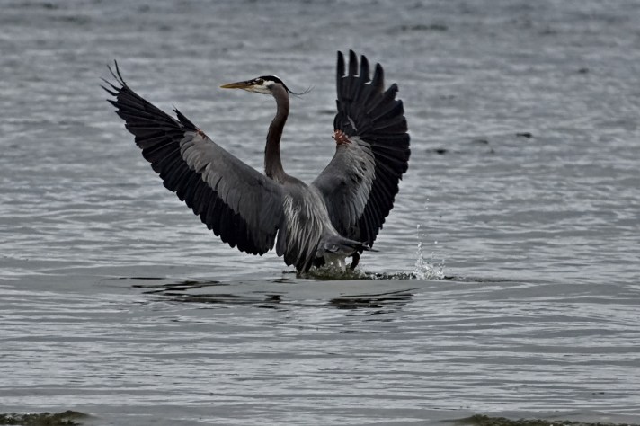 There are several Great Blue Herons that live near Fern Cove and they are often seen fishing at the water's edge.