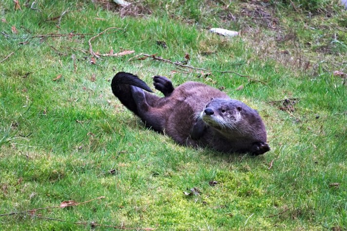 There is a large family of river otters that live near Fern Cove and swim and fish in the water where the Vashon Kelp Forest will be located.