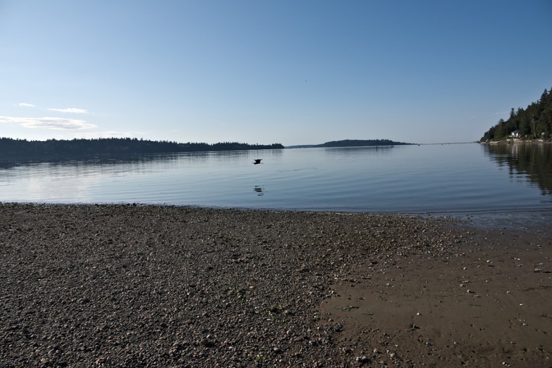 Heron Flying over the tide flats at Fern Cove Nature Preserve on Vashon Island at low tide.